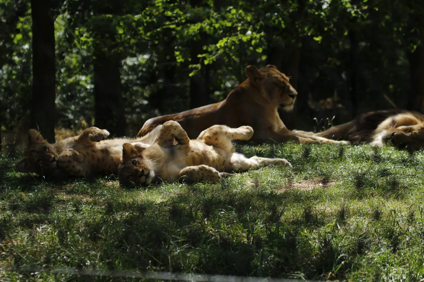 Brněnská ZOO & lví síla chemie Mapei